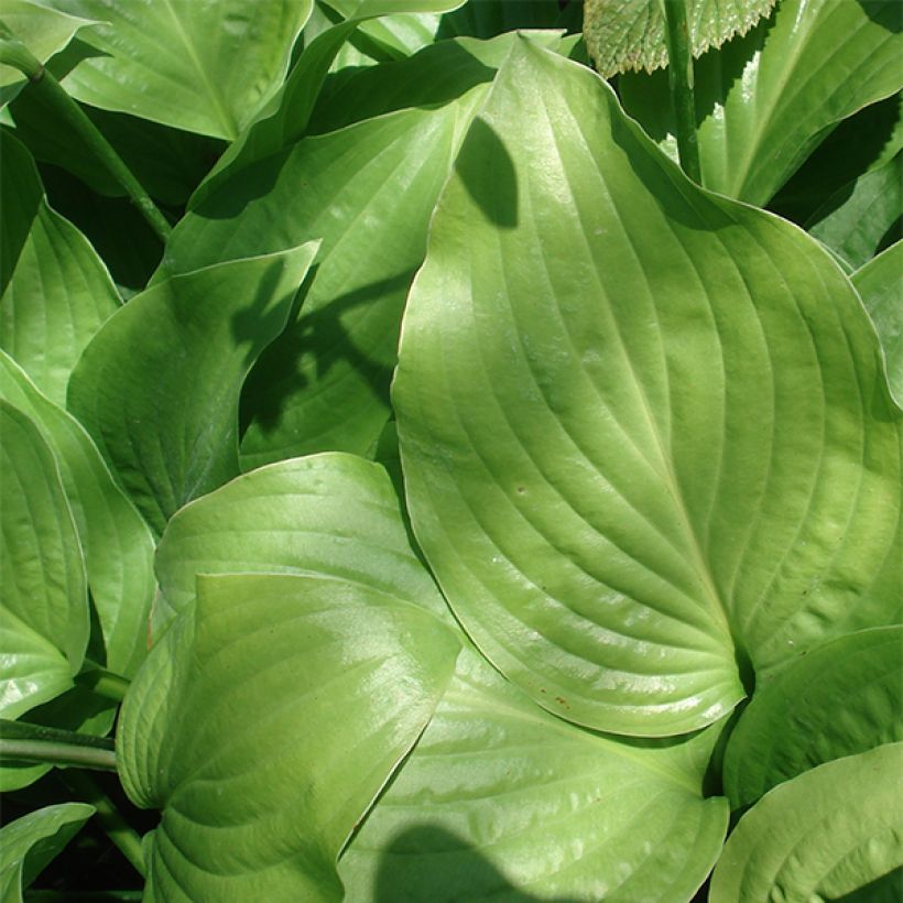 Hosta Royal Standard - Garten-Funkie (Laub)