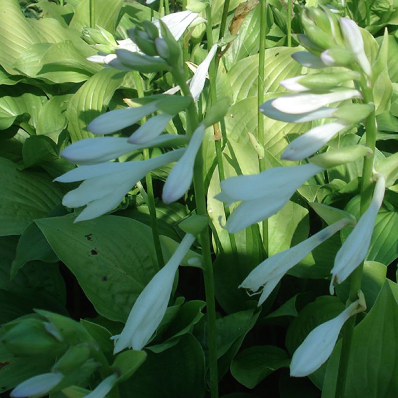 Hosta Royal Standard - Garten-Funkie (Blüte)