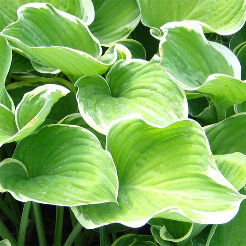 Hosta fluctuans Sagae - Funkie (Laub)