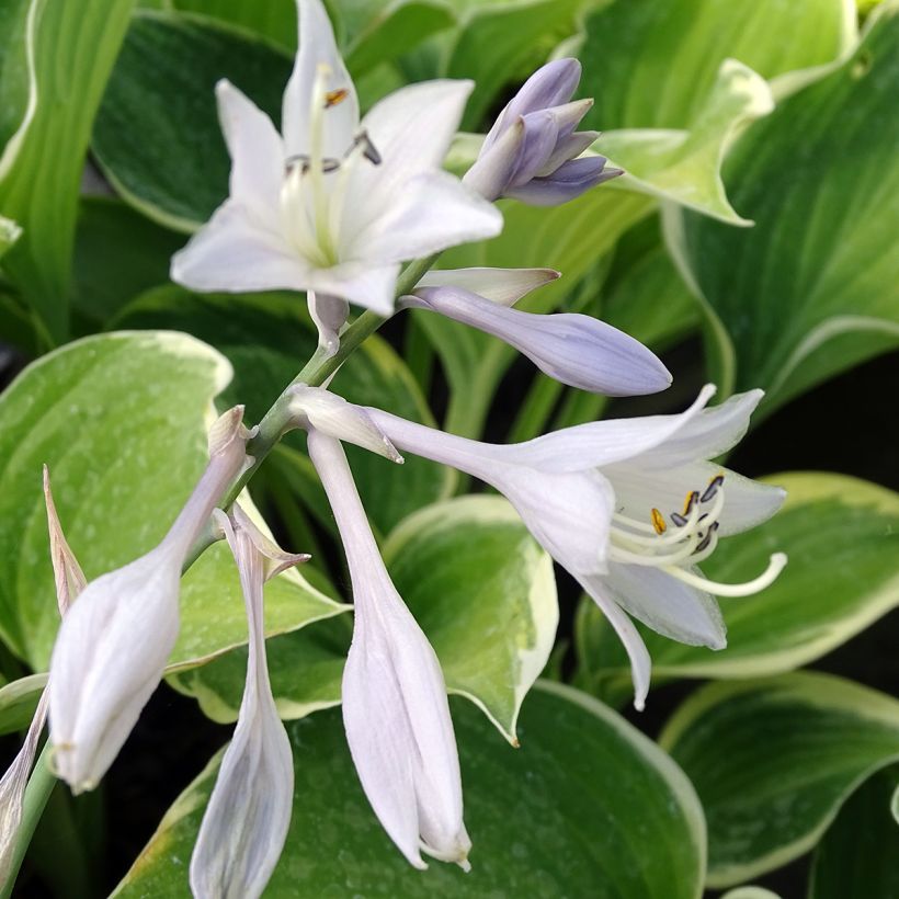 Hosta fluctuans Sagae - Funkie (Blüte)