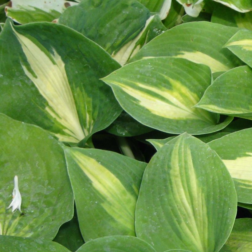 Hosta Saint Paul - Garten-Funkie (Laub)