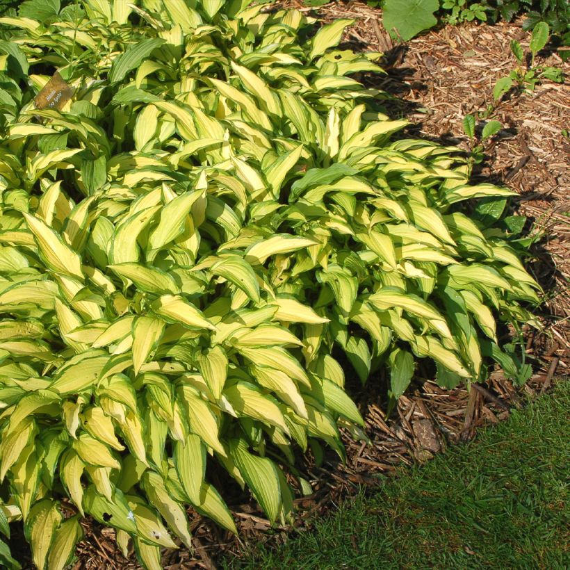 Hosta Sea Sprite - Garten-Funkie (Hafen)