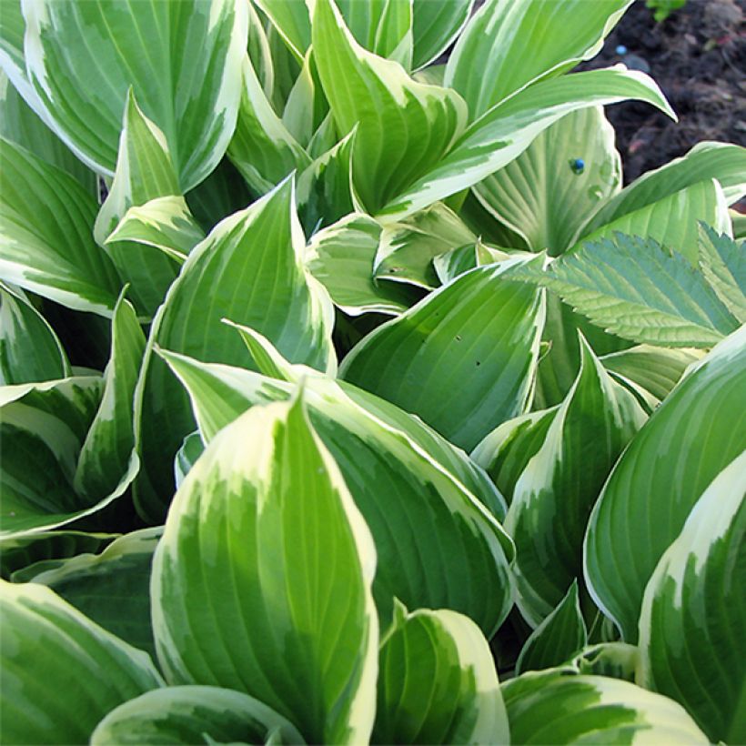 Hosta Silver Crown - Garten-Funkie (Laub)