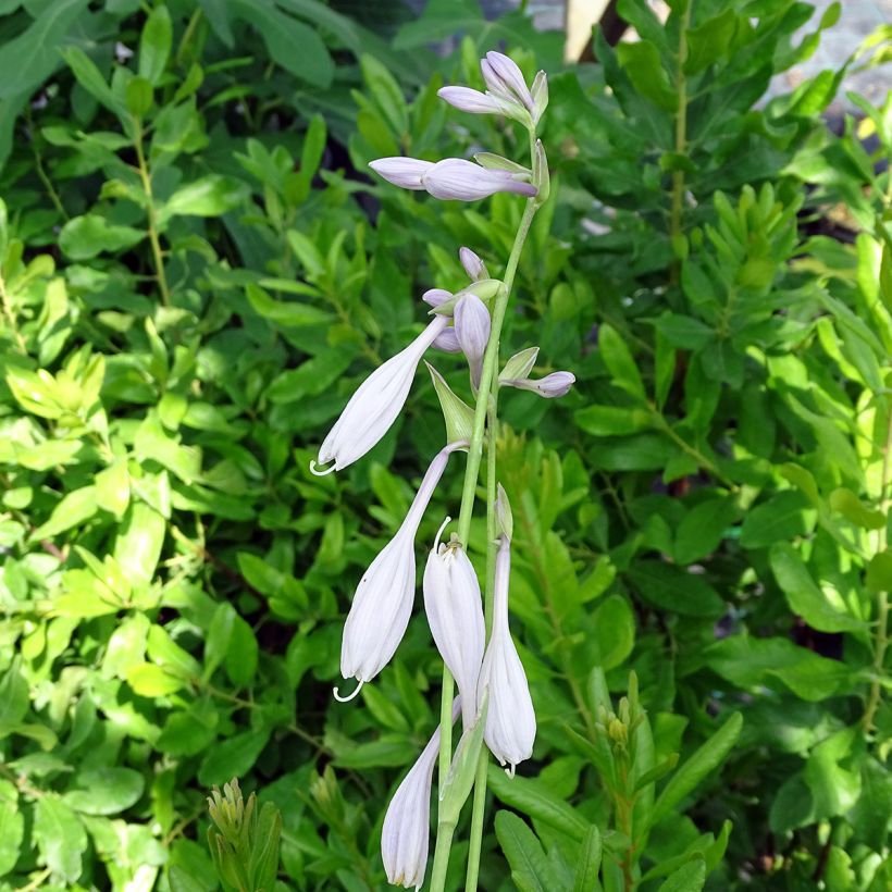 Hosta Silver Crown - Garten-Funkie (Blüte)