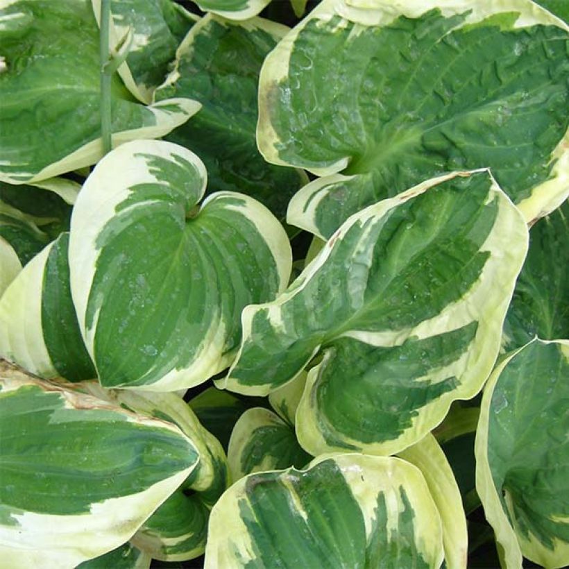 Hosta Snow Cap - Garten-Funkie (Laub)