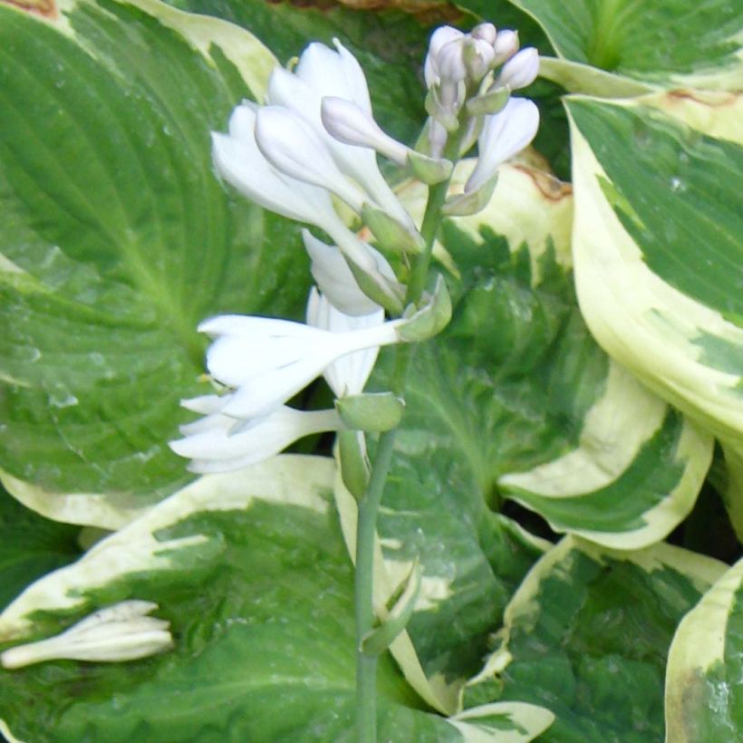 Hosta Snow Cap - Garten-Funkie (Blüte)