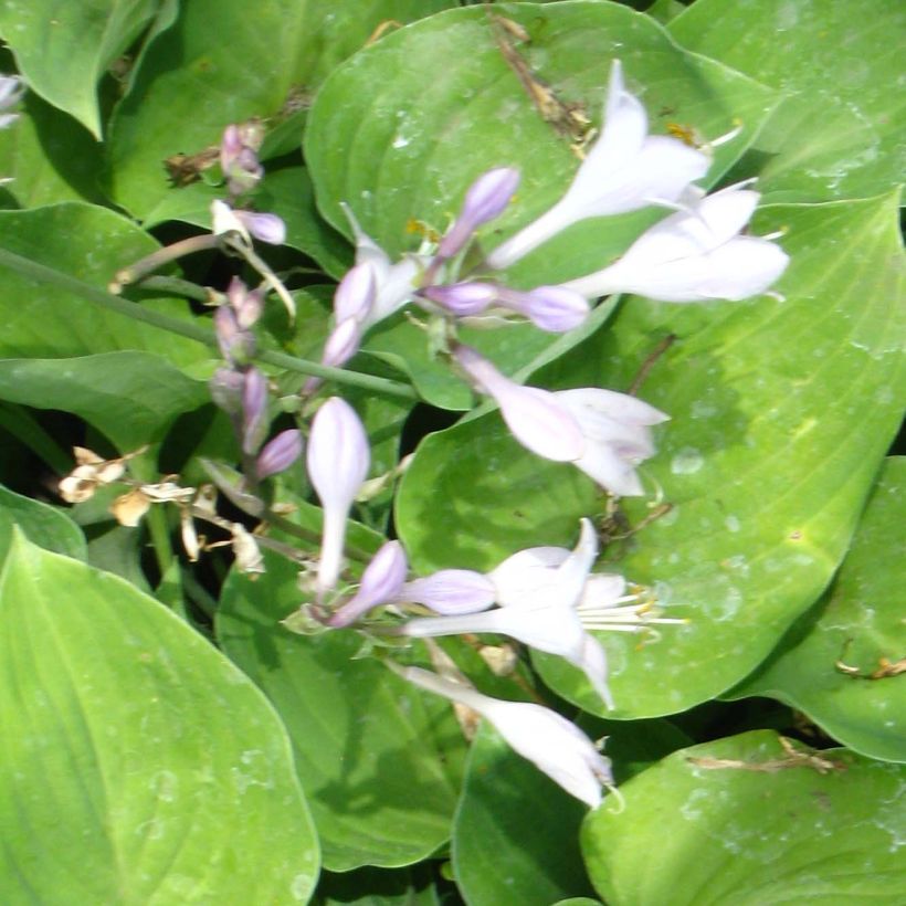 Hosta Special Gift - Garten-Funkie (Blüte)