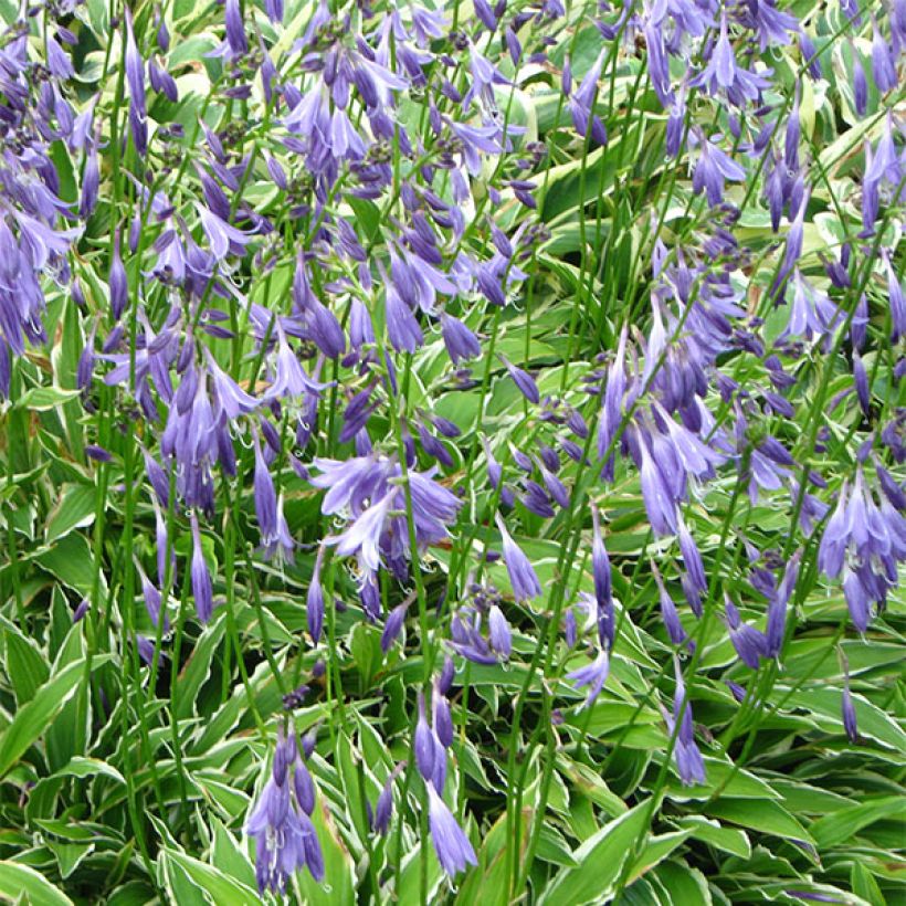 Hosta Stiletto - Garten-Funkie (Blüte)