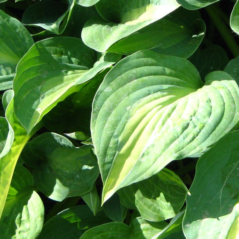 Hosta Striptease - Garten-Funkie (Laub)