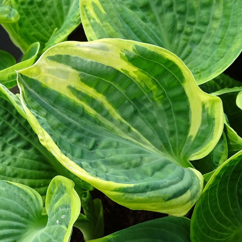 Hosta Sugar Daddy - Garten-Funkie (Laub)