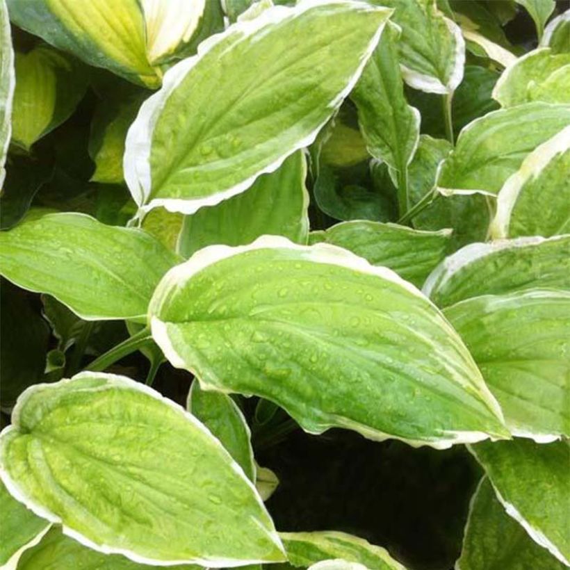 Hosta Sugar and Cream - Garten-Funkie (Laub)