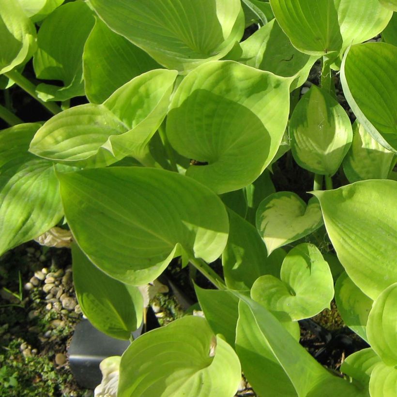 Hosta Sum of All - Garten-Funkie (Laub)