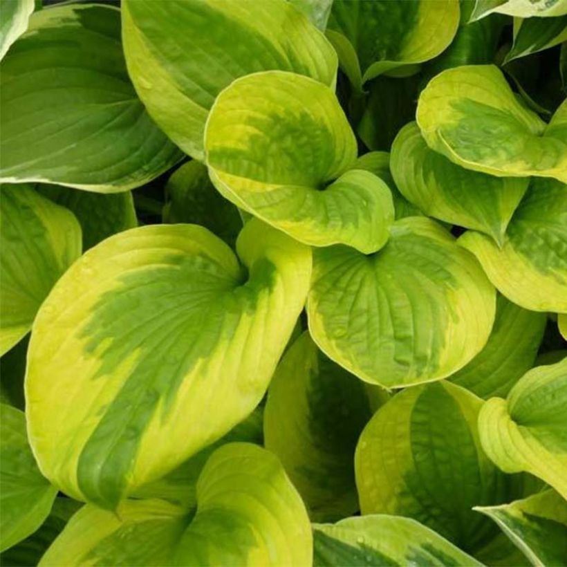 Hosta Summer Breeze - Garten-Funkie (Laub)