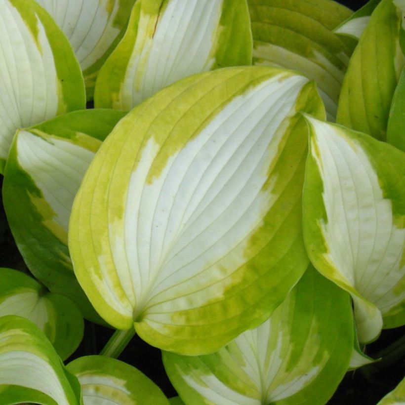 Hosta Summer Music - Garten-Funkie (Laub)