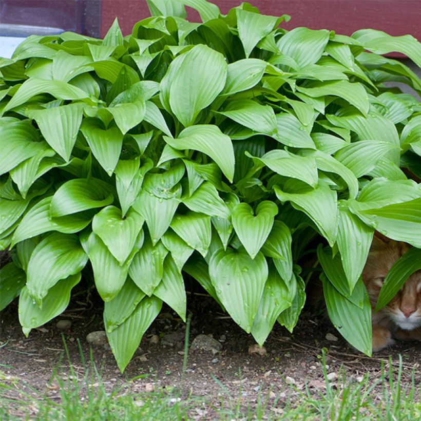 Hosta Sweet Susan - Garten-Funkie (Laub)