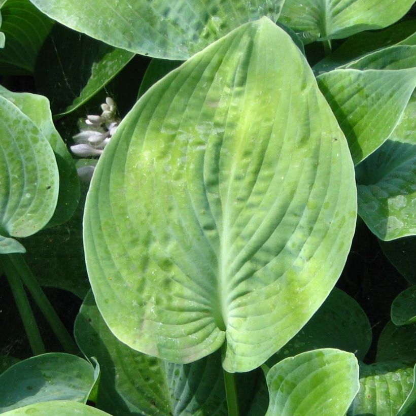 Hosta True Blue - Garten-Funkie (Laub)