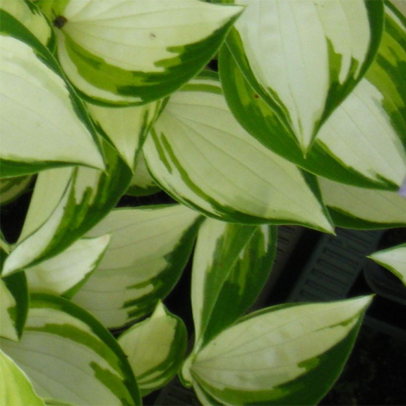 Hosta Warwick Delight - Garten-Funkie (Laub)