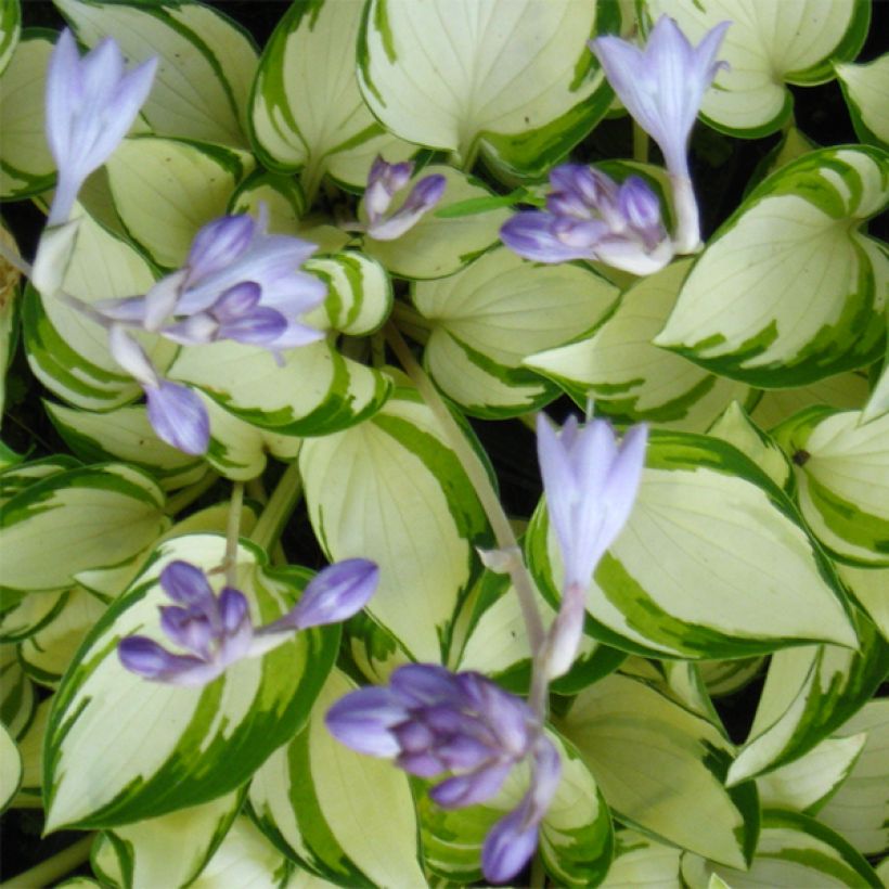 Hosta Warwick Delight - Garten-Funkie (Blüte)