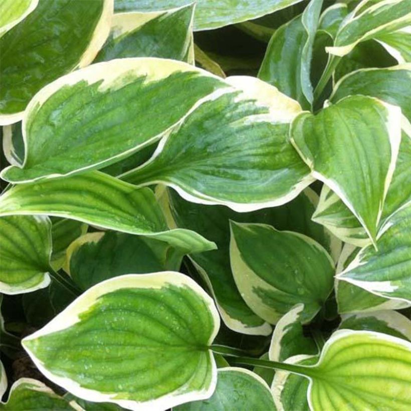 Hosta Warwick Edge - Garten-Funkie (Laub)