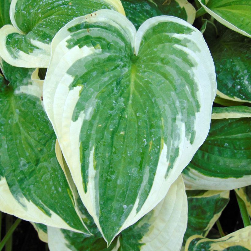 Hosta Wide Brim - Garten-Funkie (Laub)