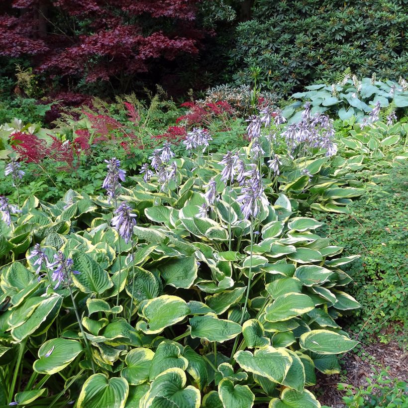 Hosta Wide Brim - Garten-Funkie (Hafen)