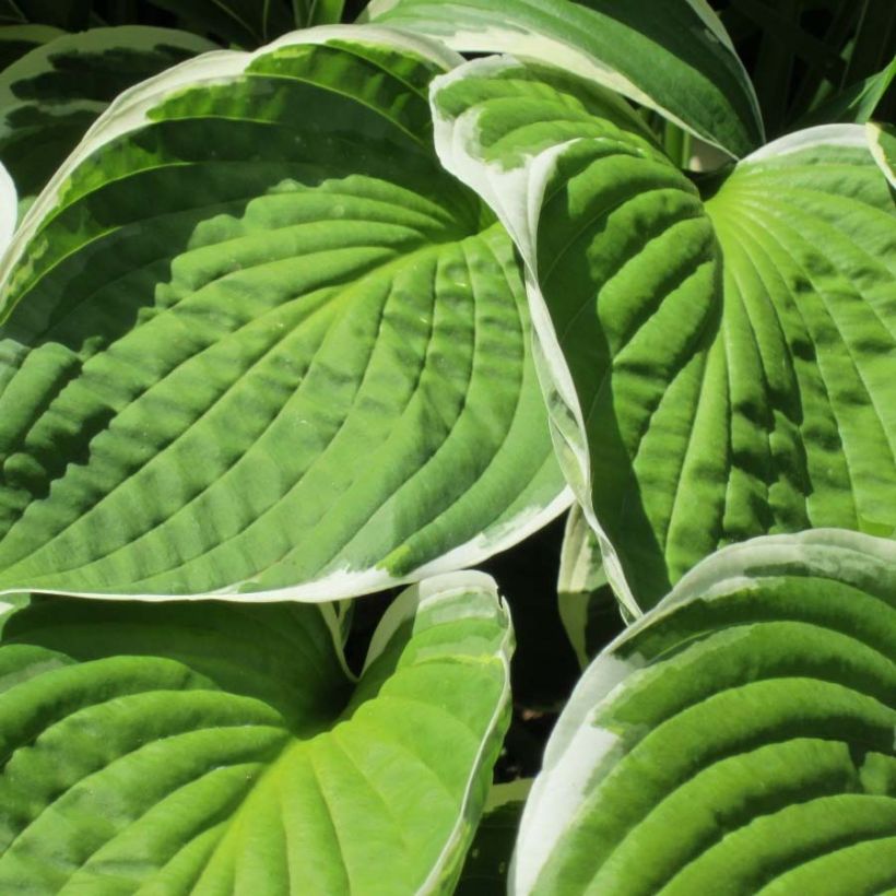 Hosta Winter Snow - Garten-Funkie (Laub)