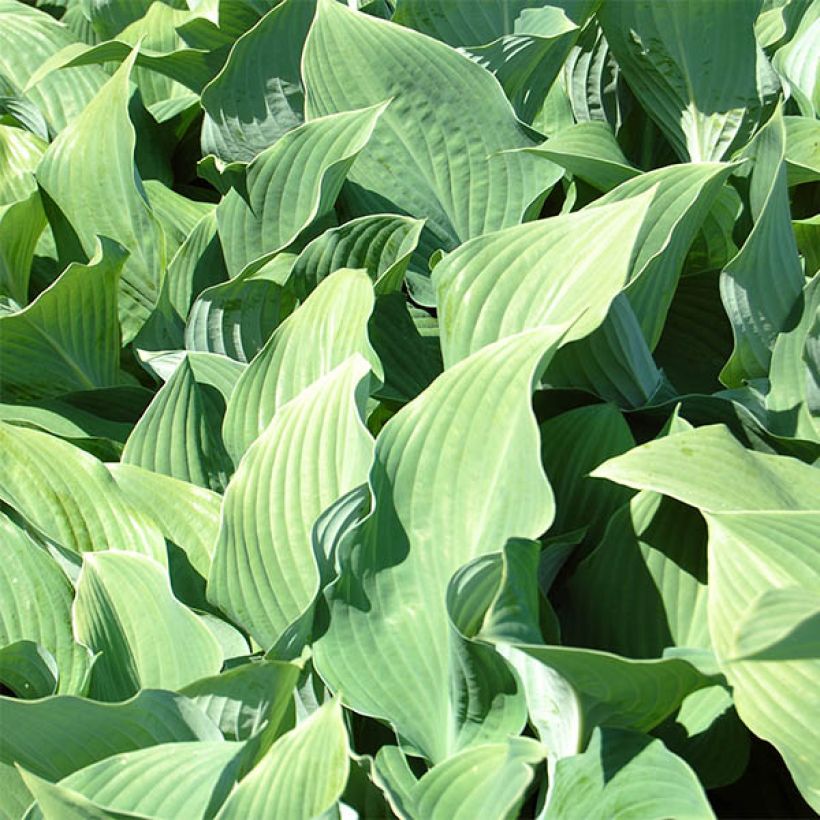 Hosta fortunei hyacinthina - Garten-Funkie (Laub)