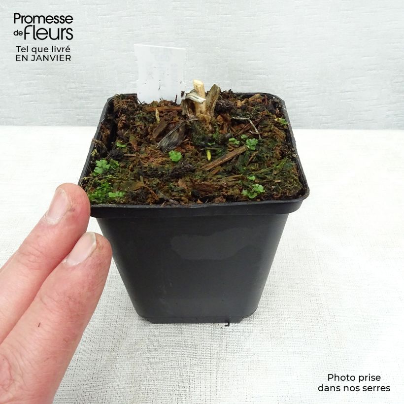 Exemplar von Hosta fortunei var hyacinthina Godet de 9cm wie im Winter geliefert