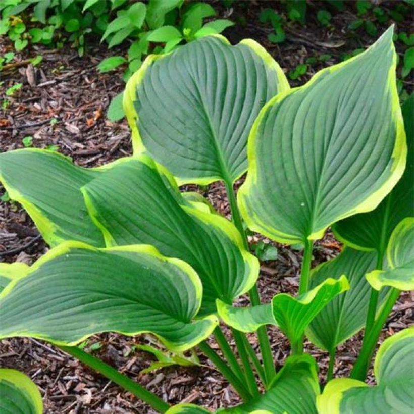 Hosta montana Yellow River - Garten-Funkie (Laub)