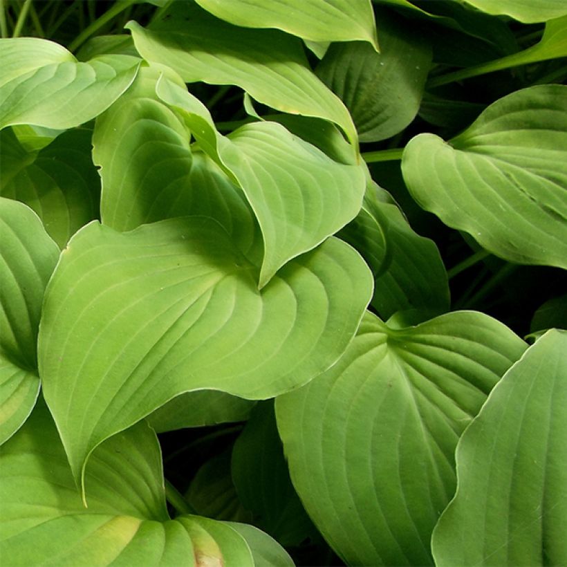 Hosta nakaiana - Garten-Funkie (Laub)