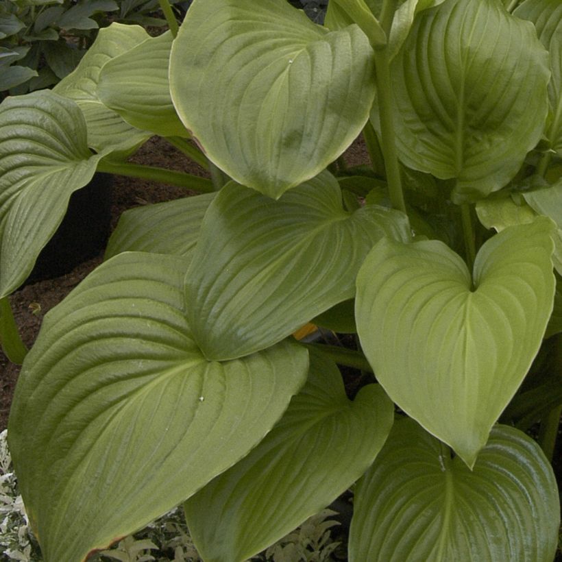 Hosta plantaginea Venus - Garten-Funkie (Laub)