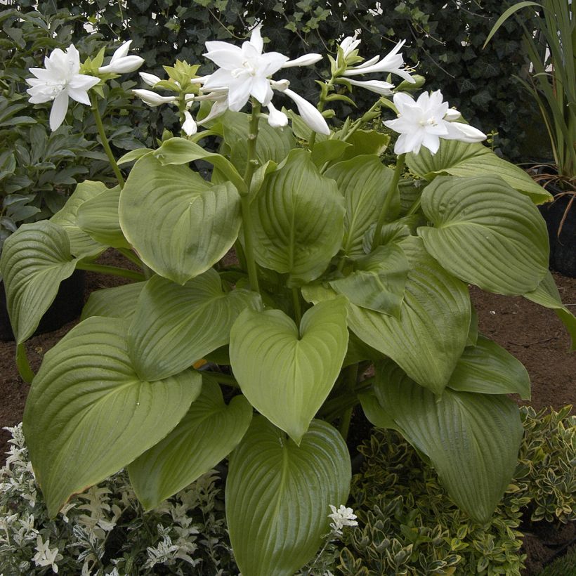 Hosta plantaginea Venus - Garten-Funkie (Hafen)