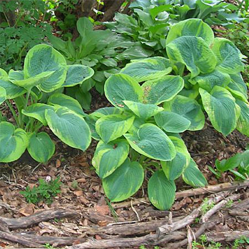 Hosta sieboldiana Frances williams - Garten-Funkie (Hafen)