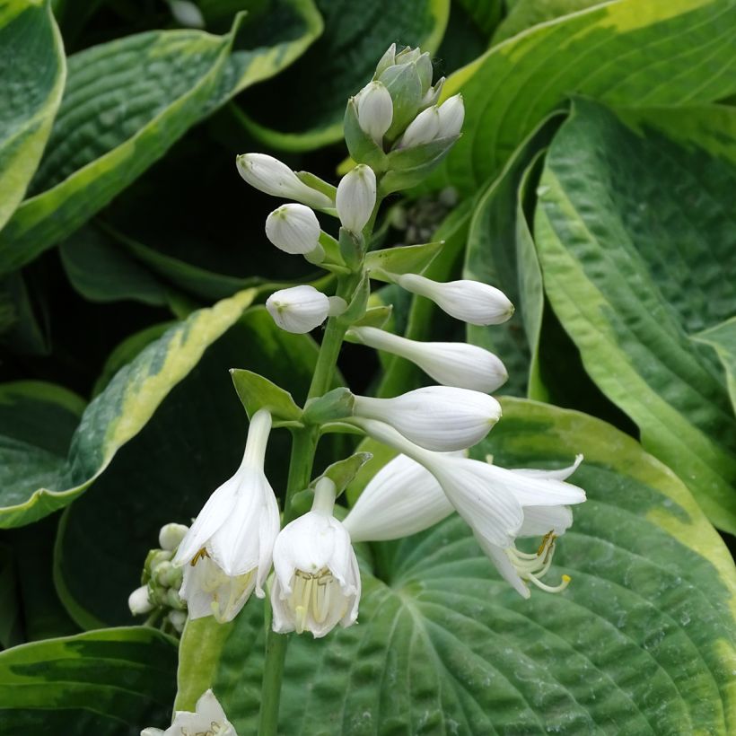 Hosta sieboldiana Frances williams - Garten-Funkie (Blüte)