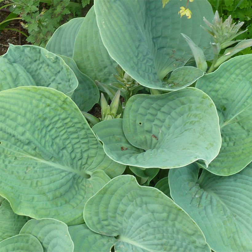 Hosta sieboldiana elegans - Garten-Funkie (Laub)