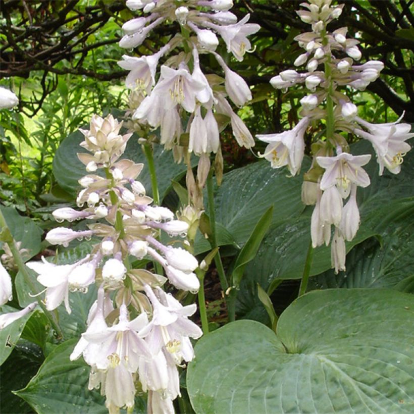 Hosta sieboldiana elegans - Garten-Funkie (Blüte)