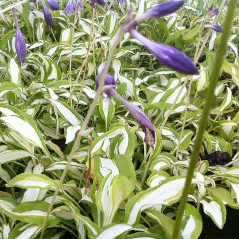 Hosta sieboldii Silver Kabitan - Garten-Funkie (Blüte)