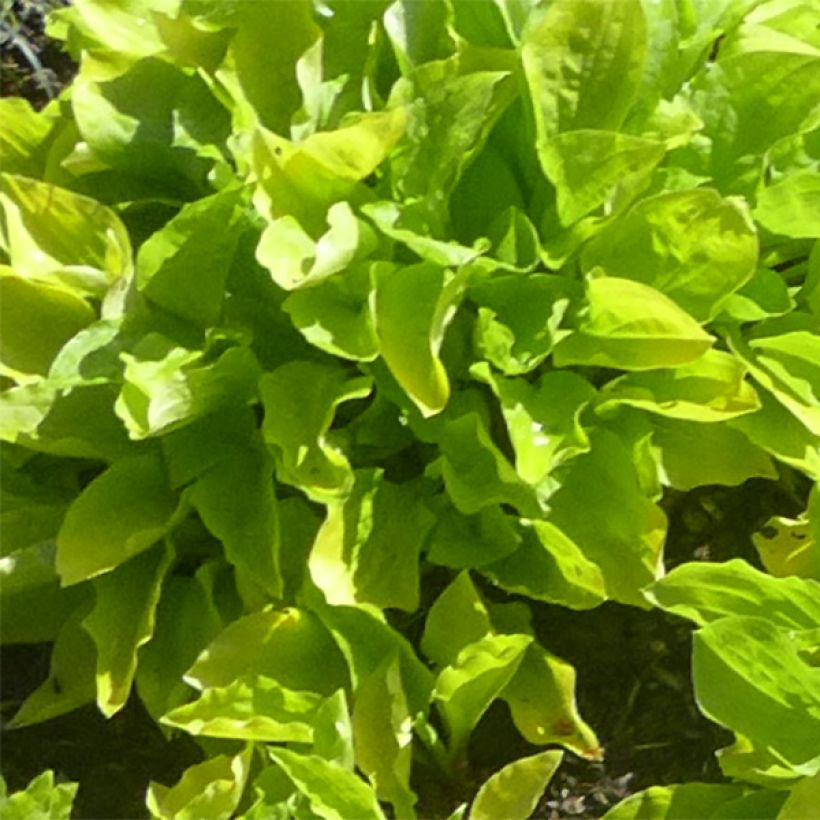 Hosta sieboldii Wogon - Garten-Funkie (Laub)