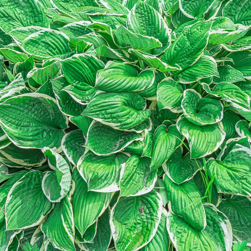 Hosta sieboldii var. alba - Garten-Funkie (Laub)