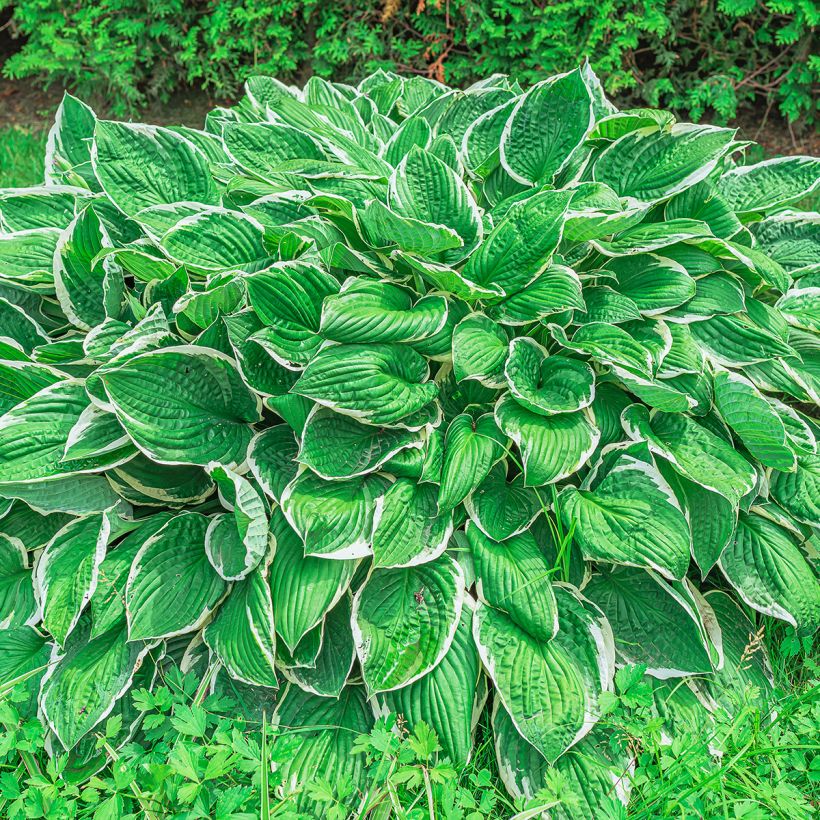 Hosta sieboldii var. alba - Garten-Funkie (Hafen)