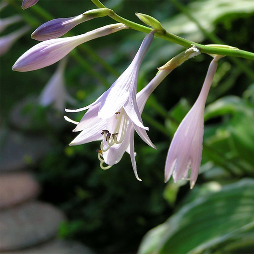 Hosta Summer Fragrance - Garten-Funkie (Laub)