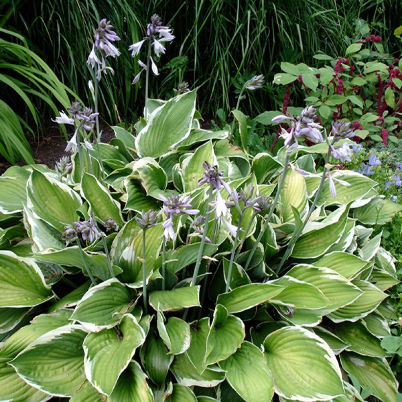 Hosta Summer Fragrance - Garten-Funkie (Hafen)