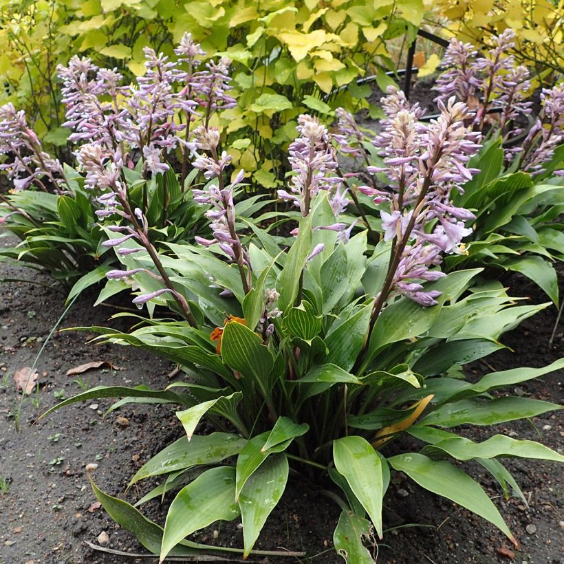 Hosta tardiflora - Garten-Funkie (Hafen)