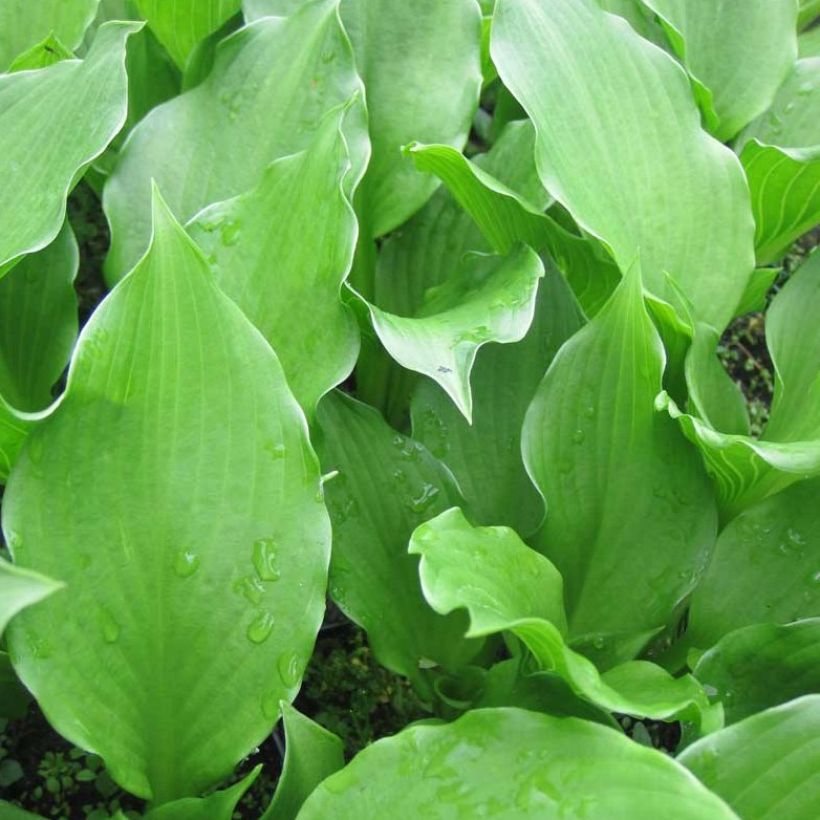 Hosta undulata Erromena - Garten-Funkie (Laub)