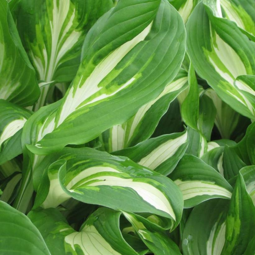 Hosta undulata Mediovariegata - Garten-Funkie (Laub)