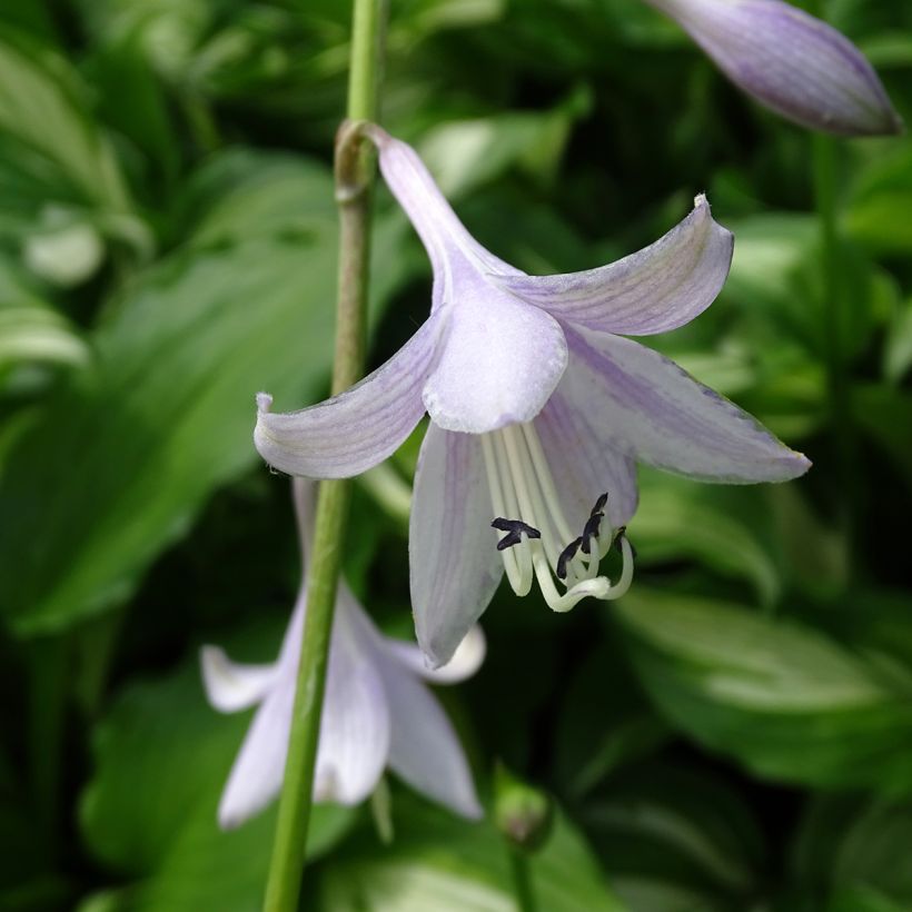 Hosta undulata Mediovariegata - Garten-Funkie (Blüte)