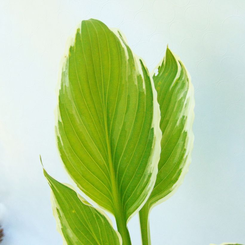 Hosta undulata albomarginata - Garten-Funkie (Laub)