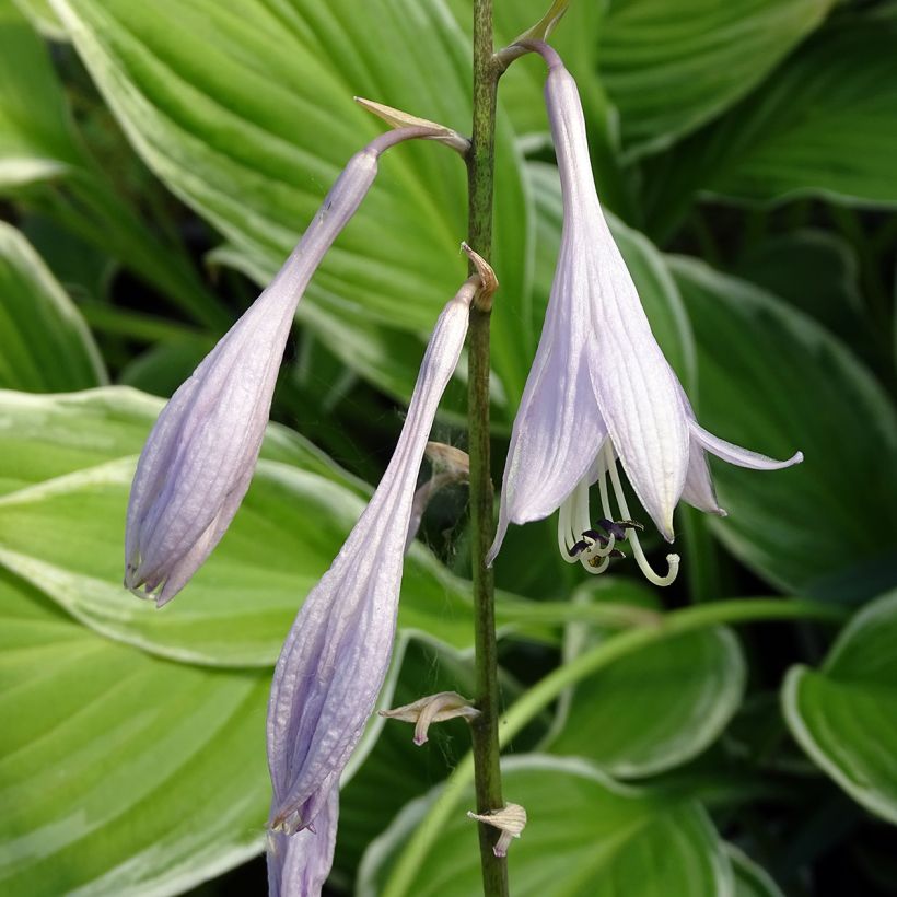 Hosta undulata albomarginata - Garten-Funkie (Blüte)