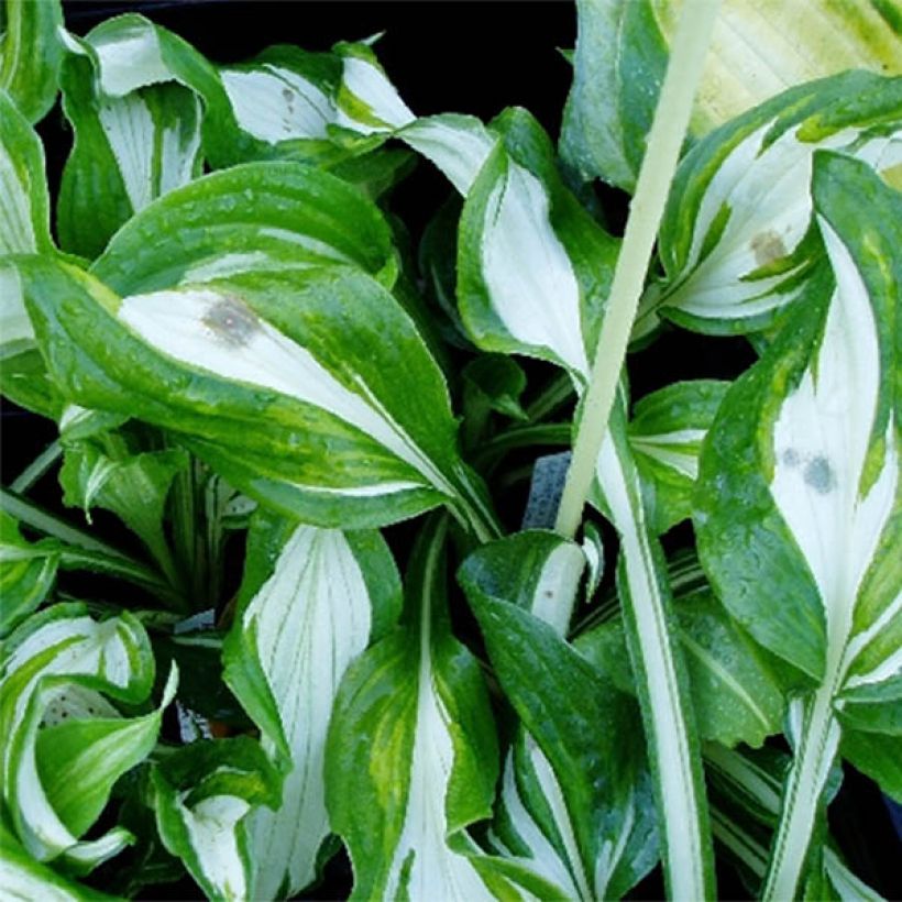 Hosta undulata var. univittata - Garten-Funkie (Laub)