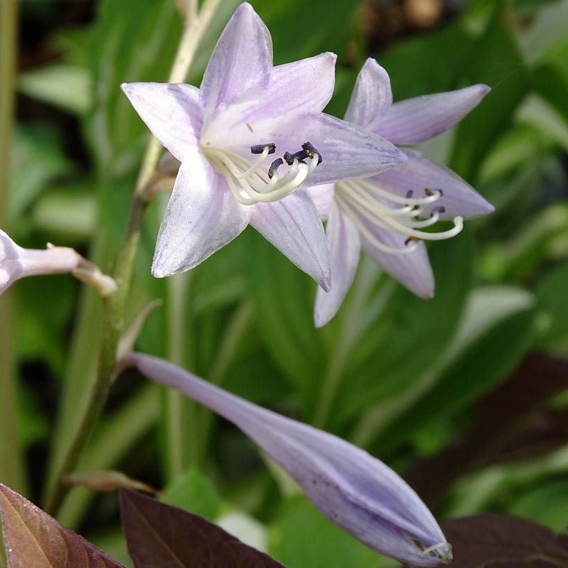 Hosta undulata var. univittata - Garten-Funkie (Blüte)